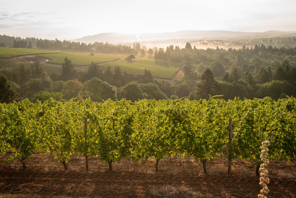 weber vineyard dundee hills
